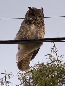 A great horned owl perched on a power line above desert trees at dusk