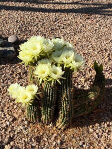 A cluster of large pale-yellow flowers in bloom on a low desert cactus